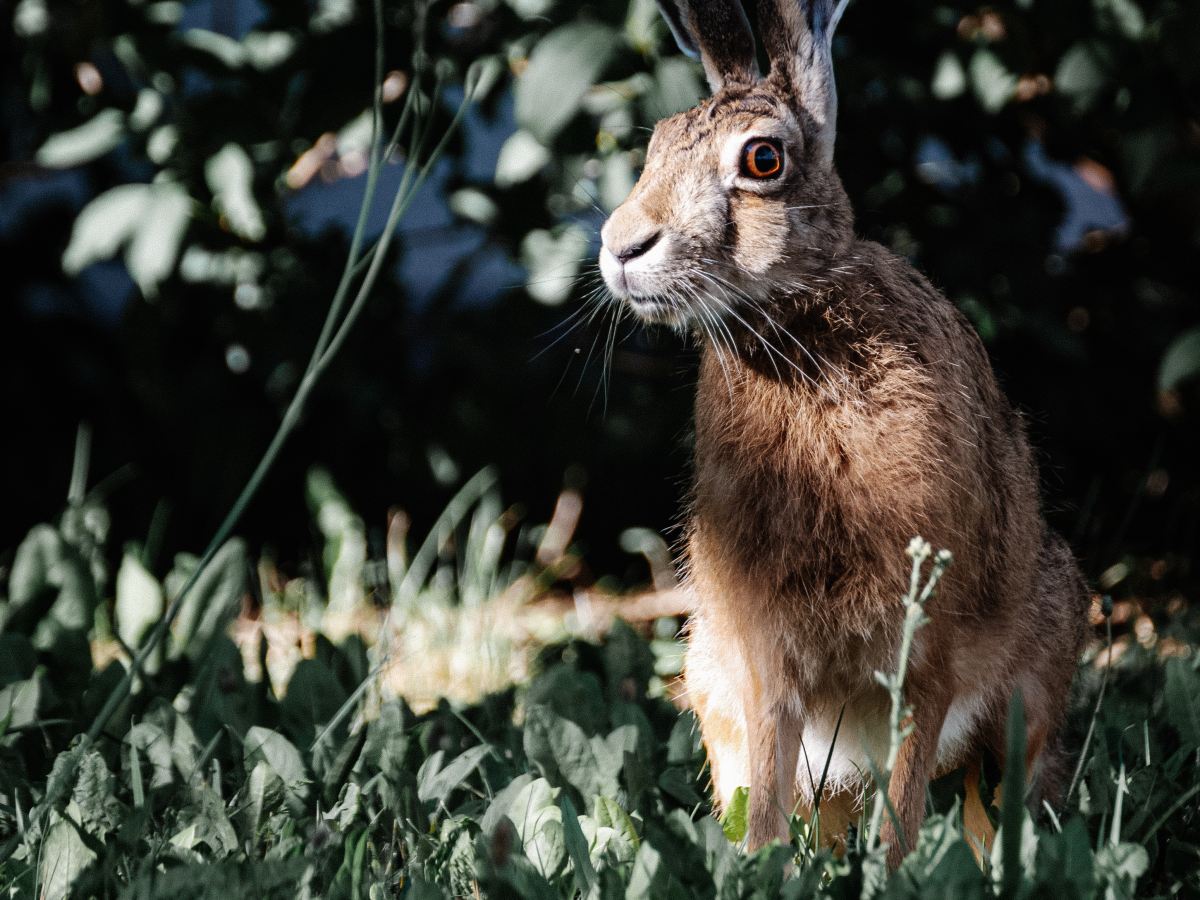 The Woven Tapestry of Folk&nbsp;Tales