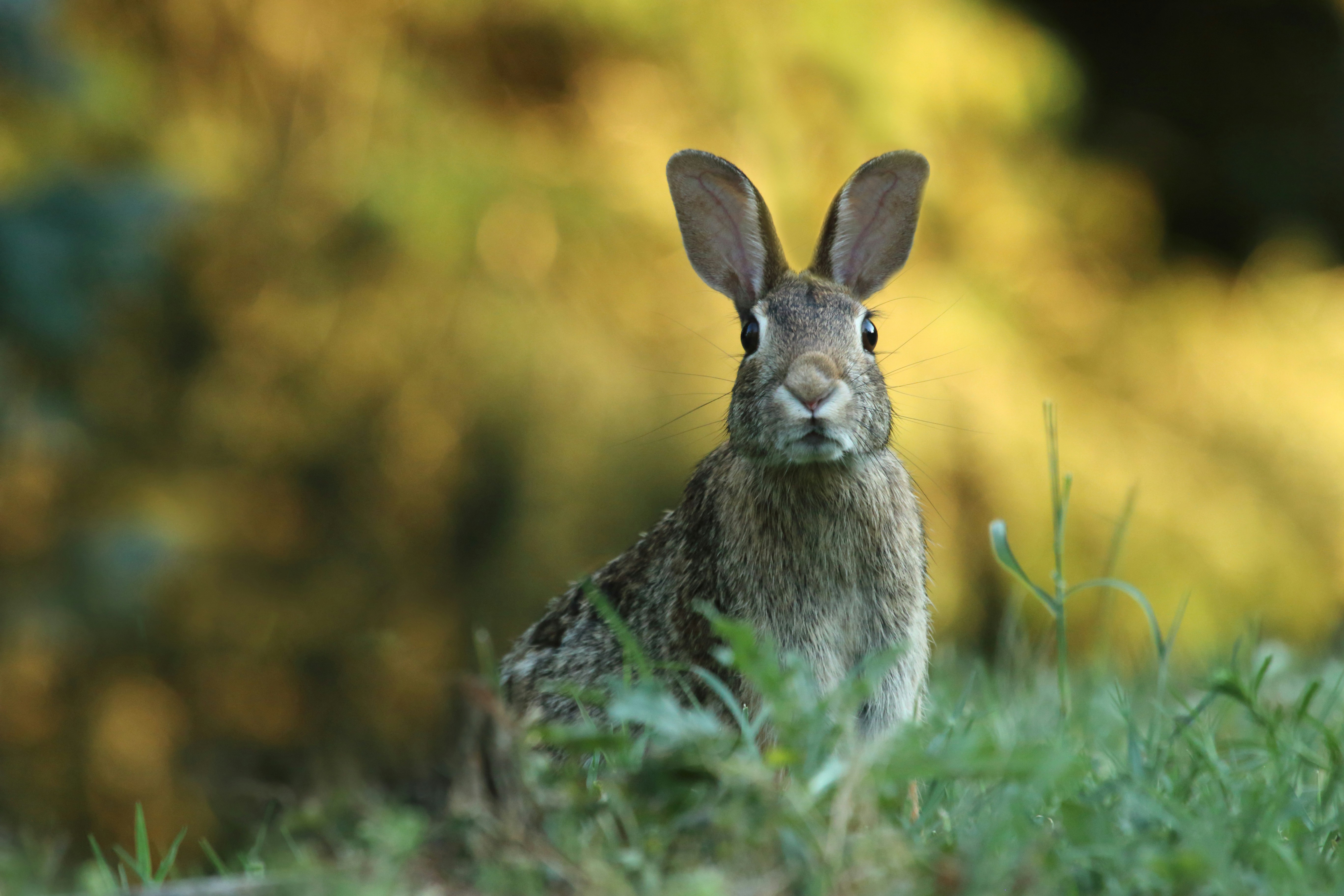 Rabbits Keep Appearing in My Life: Symbolism, Signs, and Creative Awakening